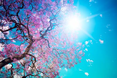 Pink blossom against blue sky with Sun in the background