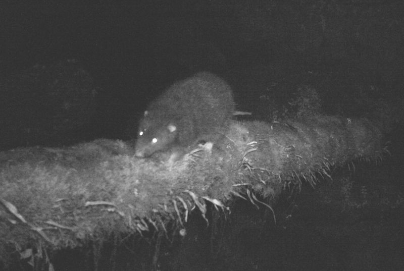 A camera trap image of a woolly rat on a log over a stream at night. The photo is in night mode and the animals eye's shine in the dark.