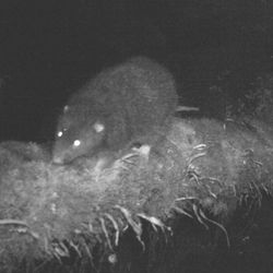 A camera trap image of a woolly rat on a log over a stream at night. The photo is in night mode and the animals eye's shine in the dark.