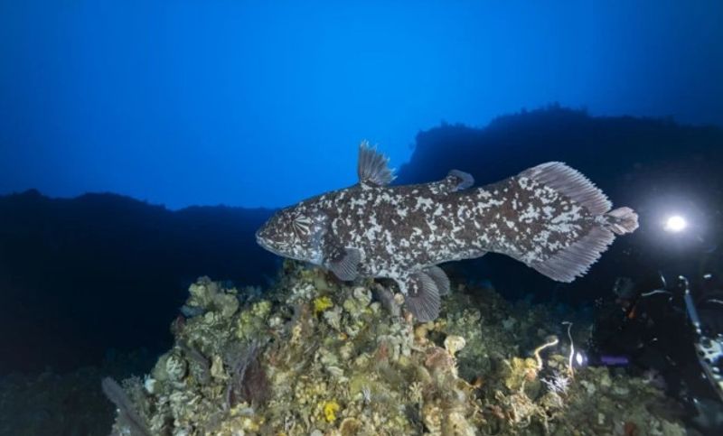A Sulawesi coelacanth swimming in the wild