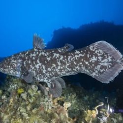 A Sulawesi coelacanth swimming in the wild