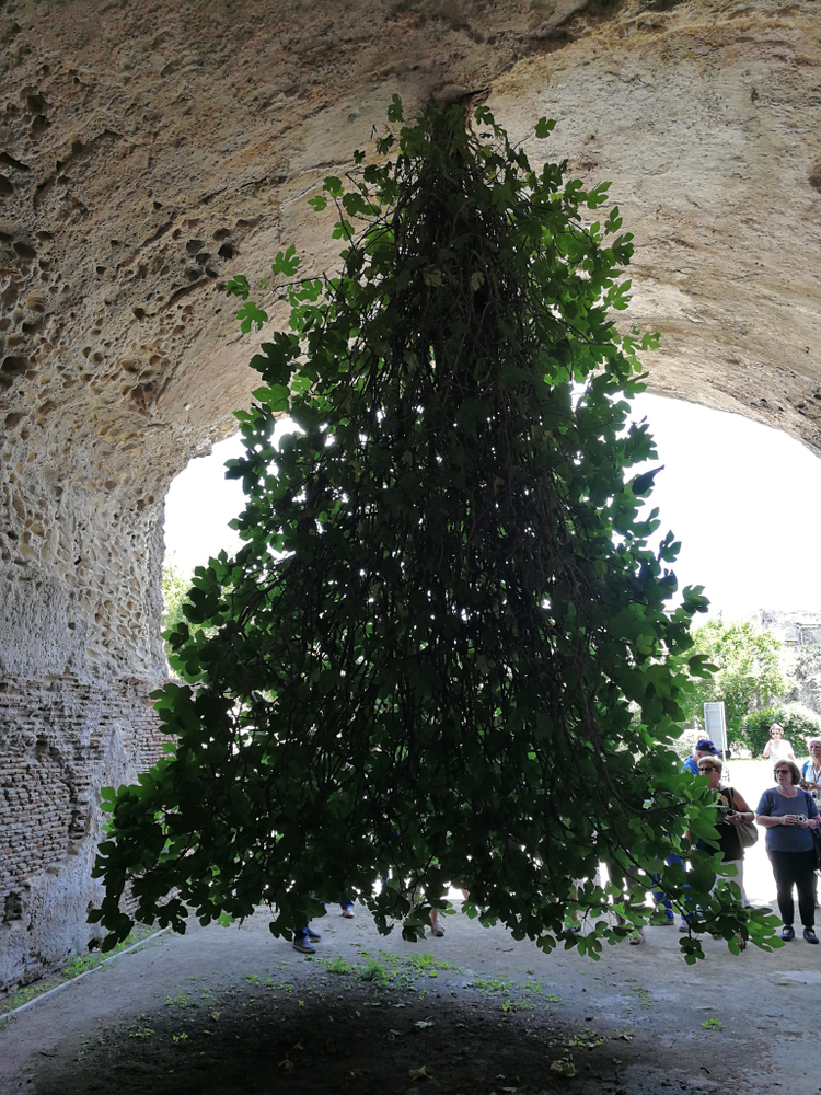 upside down tree