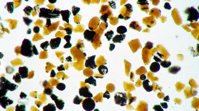 A microscope image of tens of beads some rounds some not either orange or black