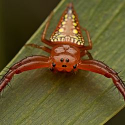 A small orange spider with curved legs and a triangular abdomen with yellow spots.
