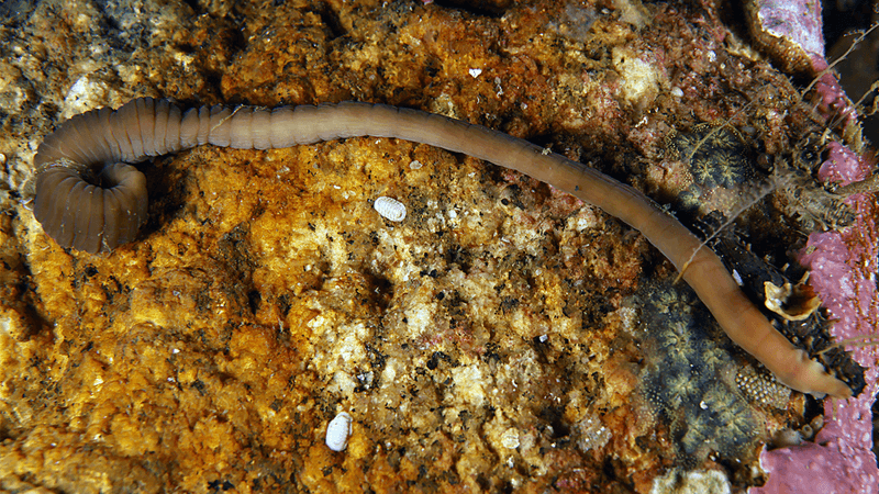 a browny long marine worm extended to around 25cm across a rock