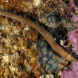 a browny long marine worm extended to around 25cm across a rock