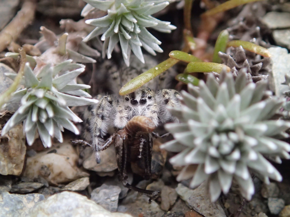 grey and white fuzzy jumping spider eating a bug