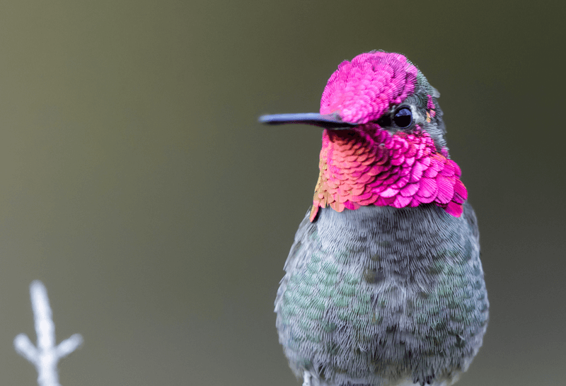 The head of male Anna's Hummingbird are covered in brilliant iridescent reddish-pink feathers. 