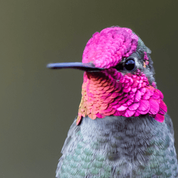 The head of male Anna's Hummingbird are covered in brilliant iridescent reddish-pink feathers. 