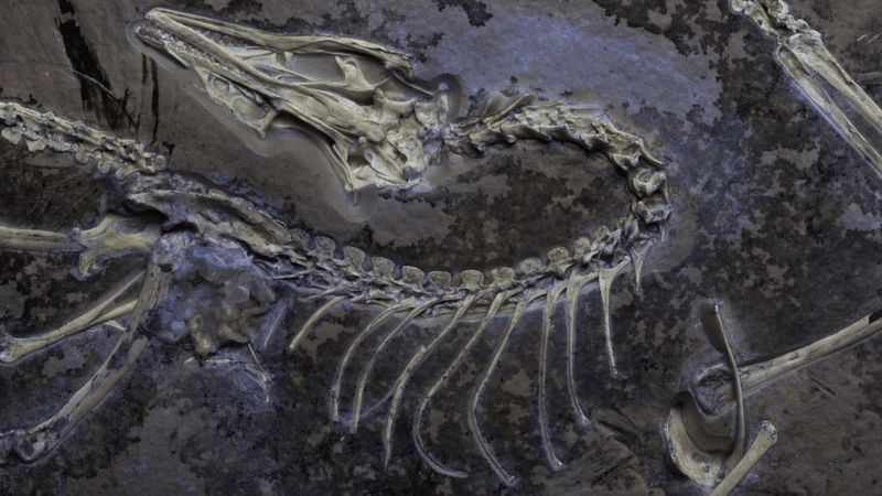 archaeopteryx fossil showing fluorescent soft tissue detail under UV light