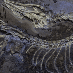 archaeopteryx fossil showing fluorescent soft tissue detail under UV light