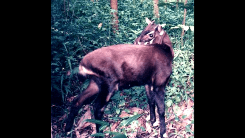 an endangered saola, it has brown fur and little horns