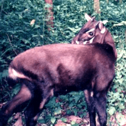 an endangered saola, it has brown fur and little horns