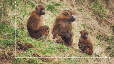 three Guinea baboons sat in a diagonal line on a grassy bank; there are white X and Y axes superimposed on the image so that the baboons look like data points on a graph
