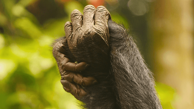two female bonobos holding hands in symbol of strength