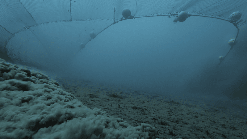 a POV of a bottom trawlers' net, showing massive plumes of sediment and fish fleeing