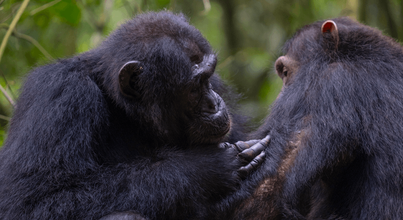Social grooming as seen here is common among chimpanzees, but sometimes this extends to medical care.