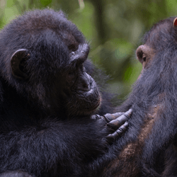 Social grooming as seen here is common among chimpanzees, but sometimes this extends to medical care.