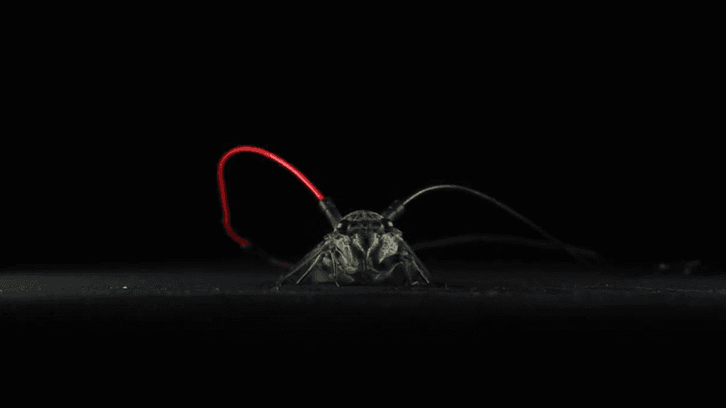 a cicada wearing two electrodes