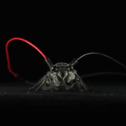 a cicada wearing two electrodes