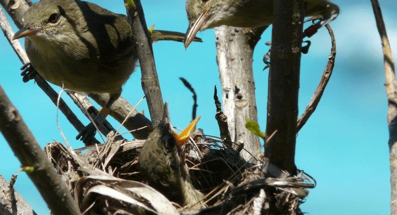 You wouldn't expect a bird to thrive with one parent out of the picture, but somehow Seychelles warblers manage.