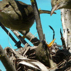 You wouldn't expect a bird to thrive with one parent out of the picture, but somehow Seychelles warblers manage.