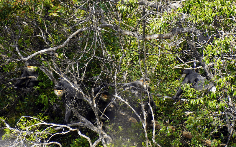 Grey-shanked douc langur Pygathrix cinerea population recorded in the Khe Lim Forest in June 2024 
