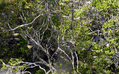 Grey-shanked douc langur Pygathrix cinerea population recorded in the Khe Lim Forest in June 2024 