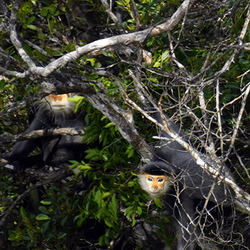 Grey-shanked douc langur Pygathrix cinerea population recorded in the Khe Lim Forest in June 2024 