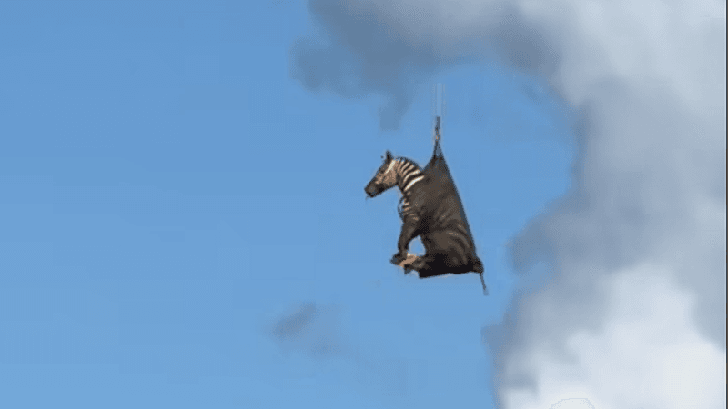 A zebra is suspended in mid air inside a net dangling from a helicopter which is out of frame. 