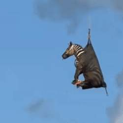 A zebra is suspended in mid air inside a net dangling from a helicopter which is out of frame. 