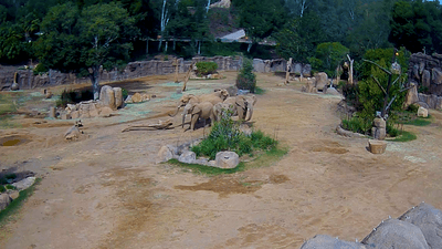 Elephants at San Diego Zoo Safari Park gather in a protective circle with the two young calves in the middle during an earthquake 