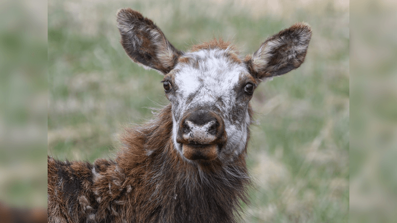 A close-up of a brown and white elk, displaying piebaldism