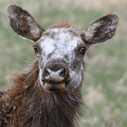 A close-up of a brown and white elk, displaying piebaldism