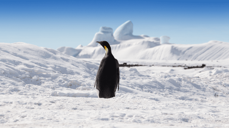 lone emperor penguin stands on the snow