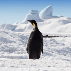 lone emperor penguin stands on the snow