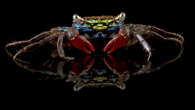 face band crab with brightly coloured band between its eyes