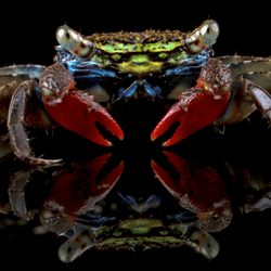 face band crab with brightly coloured band between its eyes
