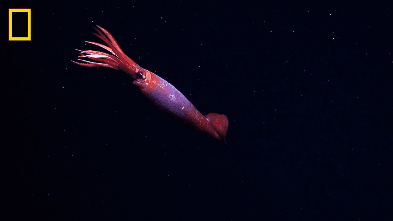 Gonatus antarcticus