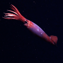 Gonatus antarcticus