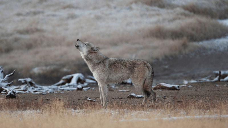 a grey wolf howling in yellowstone national park