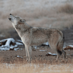 a grey wolf howling in yellowstone national park