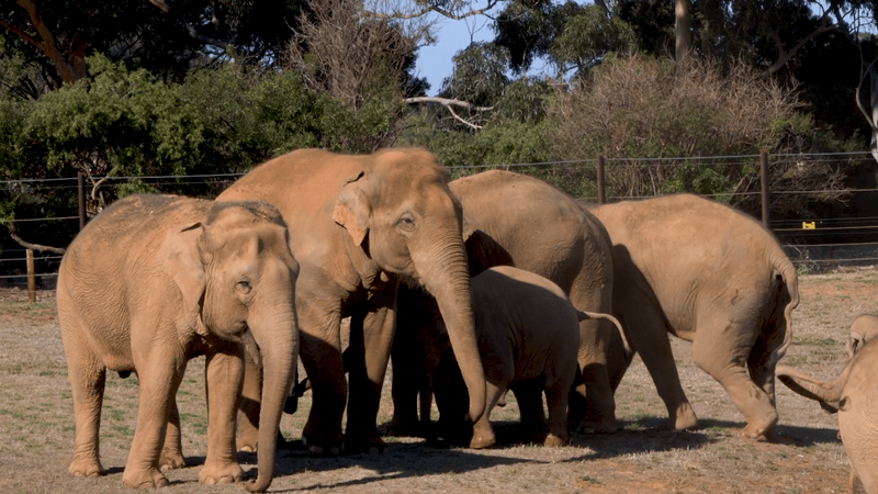The females and babies of the Melbourne Zoo herd gather around the adult male Luk Chai on their first reunion at their new home.