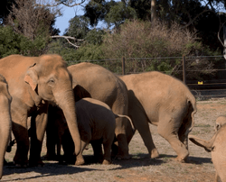 The females and babies of the Melbourne Zoo herd gather around the adult male Luk Chai on their first reunion at their new home.