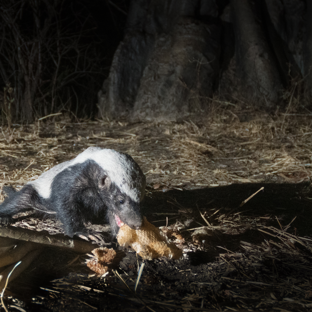 honey badger honeyguide