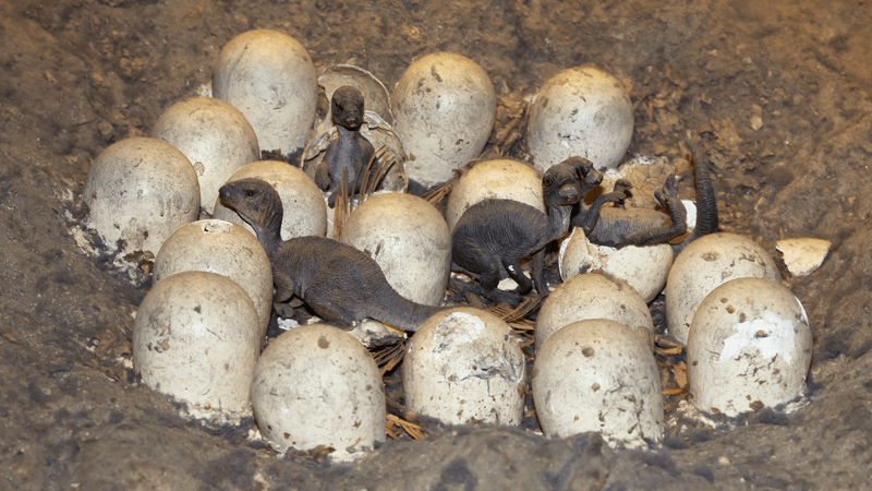 a nest of baby dinosaurs, several hatchlings have already popped out of their eggs