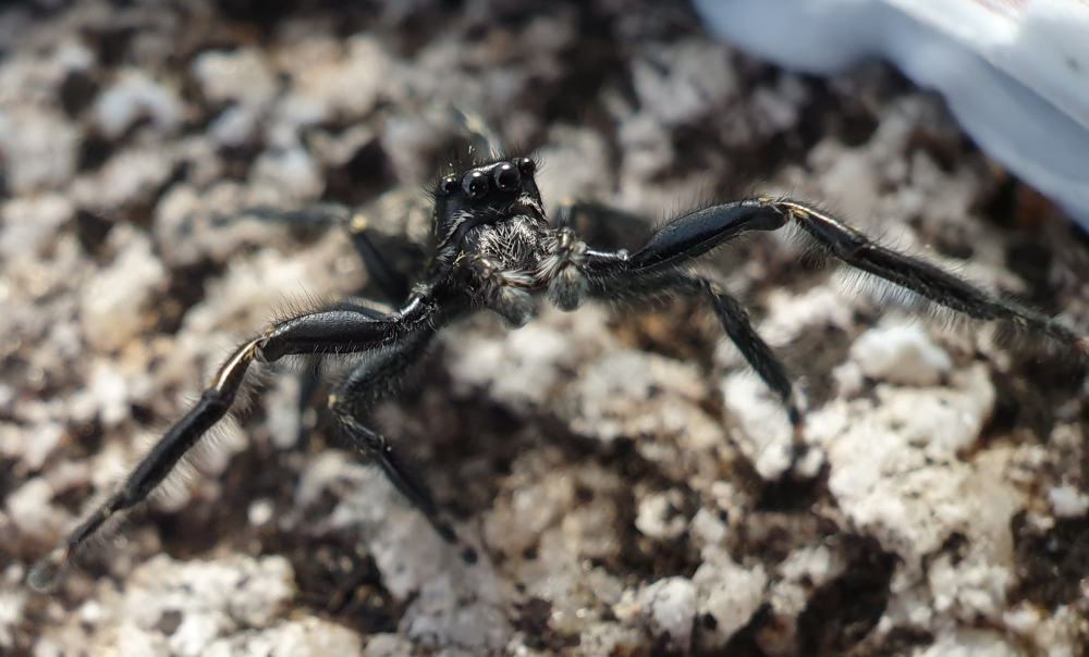 black jumping spider on a rock, it has very big eyes and long arms