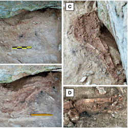 Lapedo Child's excavation