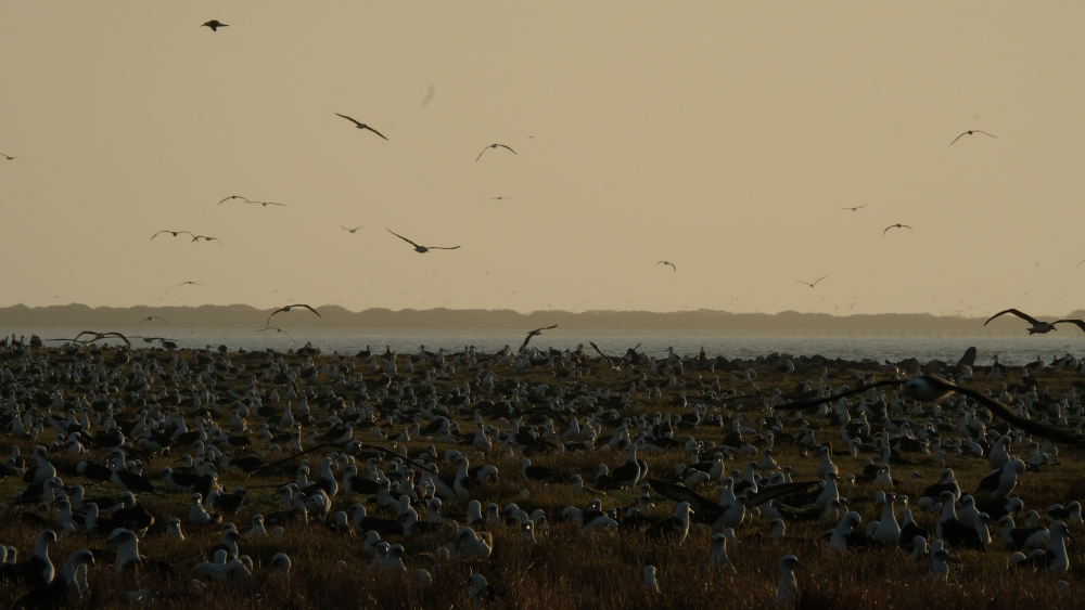 the largest albatross colony in the world, loads of laysan albatross everywhere