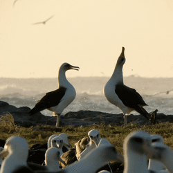 a laysan albatross pair dancing